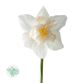 Daffodil Snow Paradise White