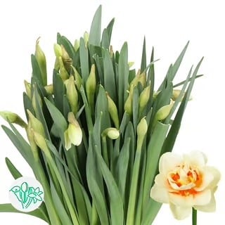 Daffodil Sweet Paradise