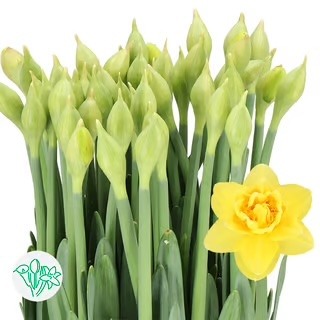 Daffodil Veneto