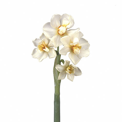 daffodil-abba-white-yellow-1