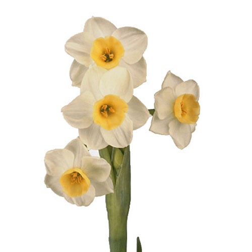 daffodil-avalanche-cream