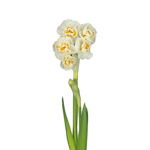 daffodil-bridal-crown-white