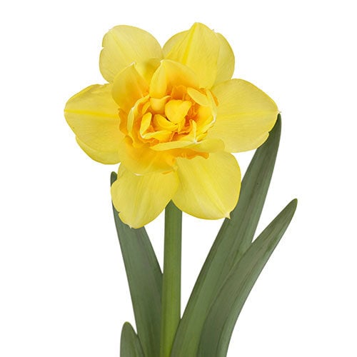 daffodil-bright-paradise-yellow