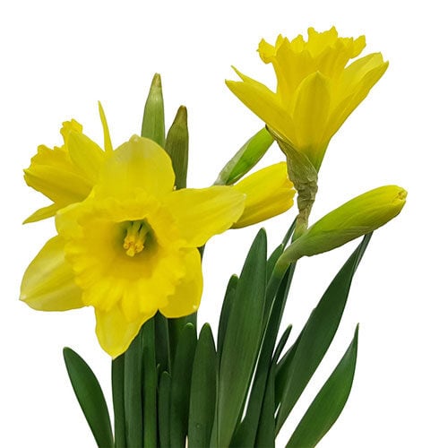 daffodil-carlton-yellow