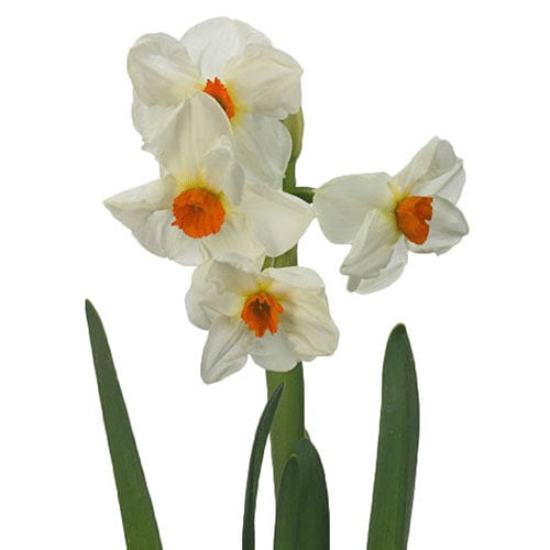daffodil-cragford-yellow