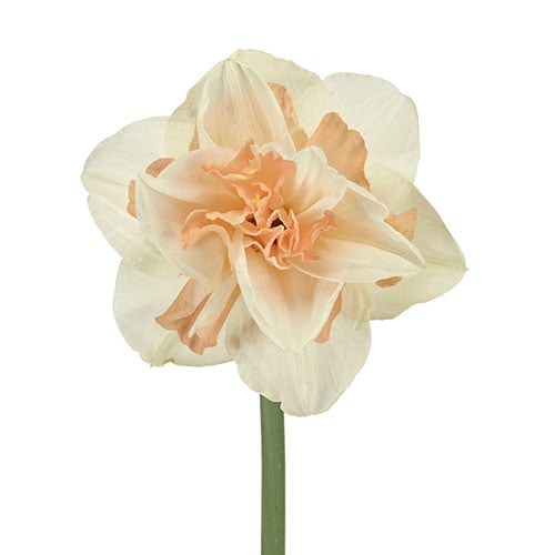 daffodil-delnashaugh-cream-peach-1