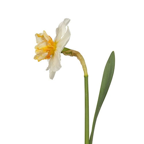 daffodil-delta-white-yellow