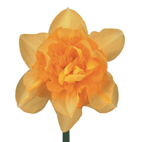 daffodil-dick-wilden-yellow