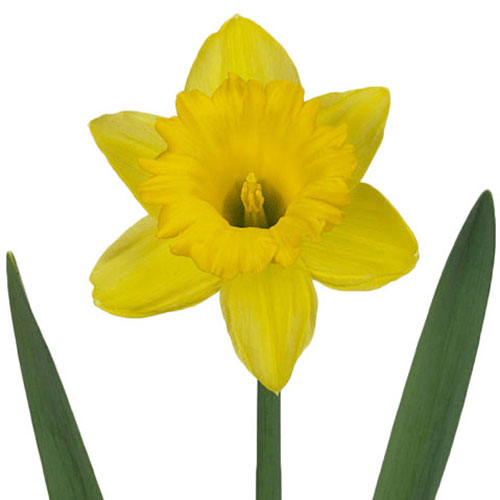 daffodil-dutch-master-yellow