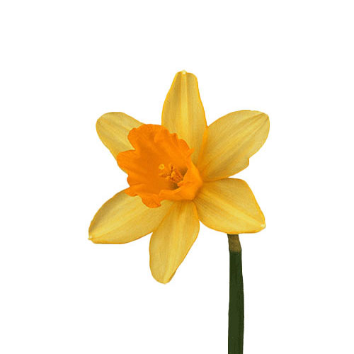 daffodil-fortune-yellow