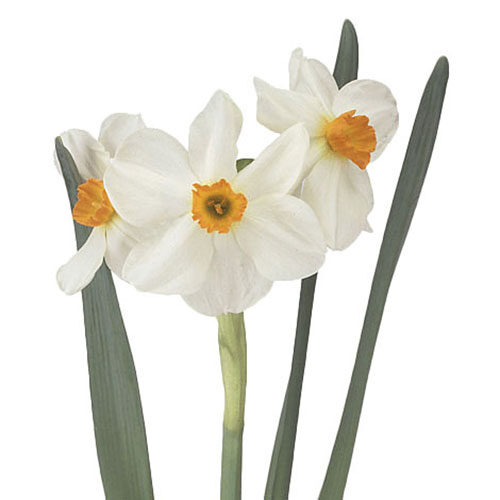 daffodil-geranium-white-yellow