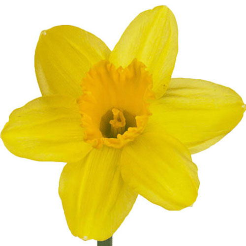 daffodil-gigantic-star-yellow