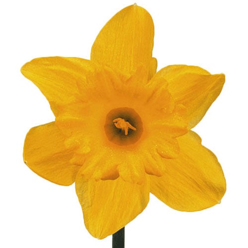 daffodil-golden-harvest-yellow