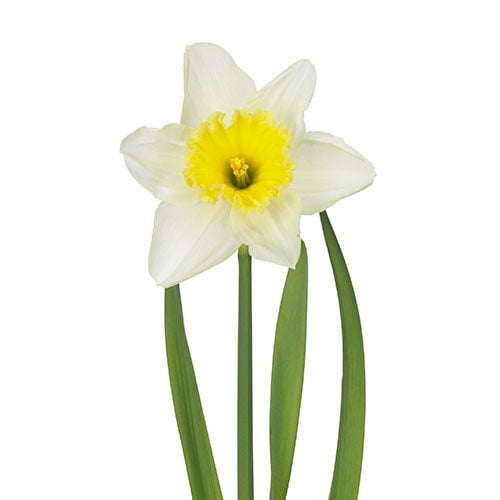daffodil-ice-follies-cream