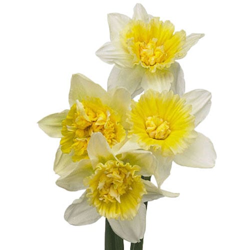 daffodil-ice-king-pale-yellow