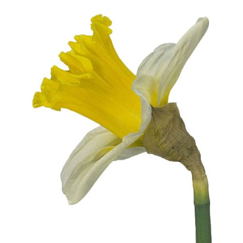 daffodil-las-vegas-white