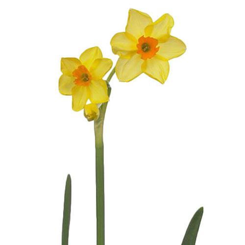 daffodil-martinette-yellow-orange-1
