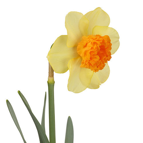 daffodil-modern-art-cream-orange-1