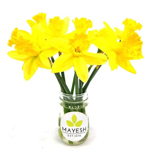 daffodil-pencil-yellow-1
