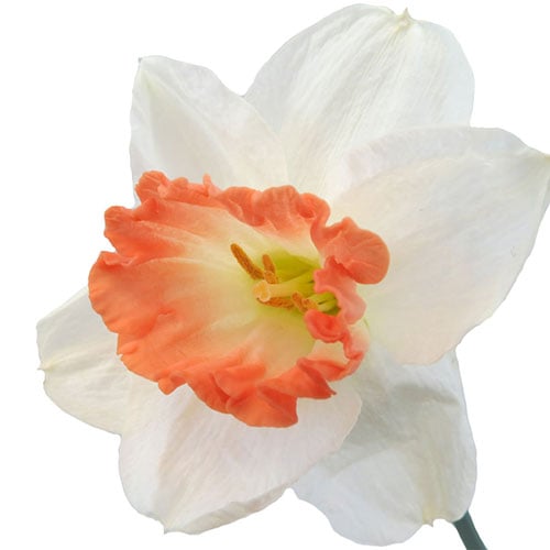 daffodil-pink-charm-cream-pink