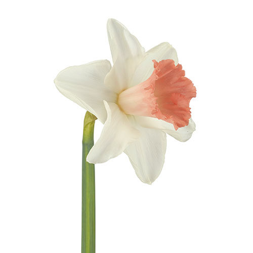 daffodil-pink-perfection-white-pink-1