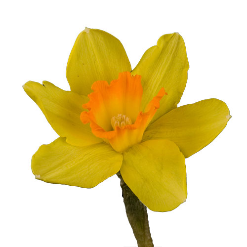 daffodil-pinza-yellow-orange
