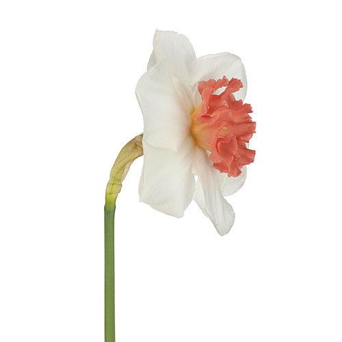 daffodil-precocious-white-pink