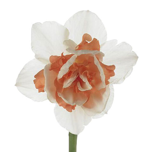 daffodil-replete-white-orange