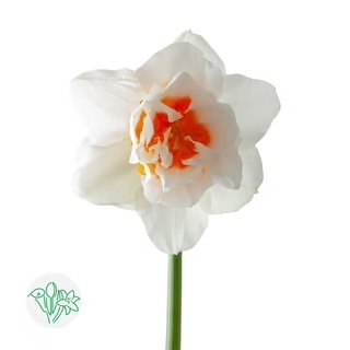 daffodil-romantic-paradise-cream-orange