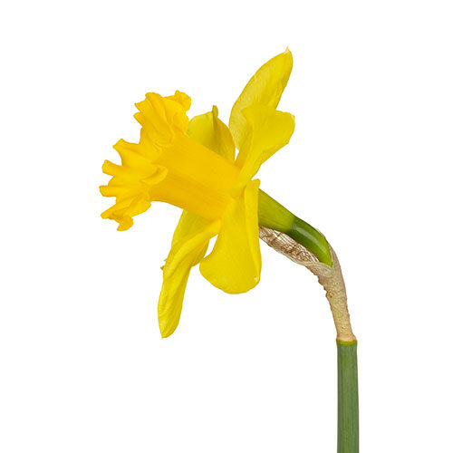 daffodil-royal-dutch-yellow