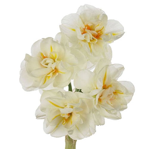 daffodil-sir-winston-churchill-white
