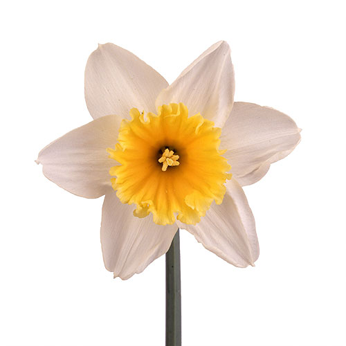 daffodil-slim-whitman-white-yellow-1
