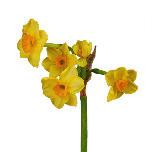 daffodil-sole-d-or-yellow
