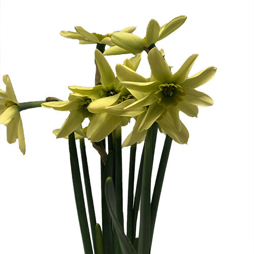 daffodil-viridiflora-green-light-green