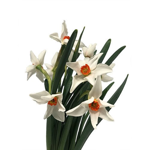 daffodil-viridiflora-green-orange-white-orange