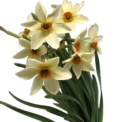 daffodil-viridiflora-lemon-orange-cream-orange