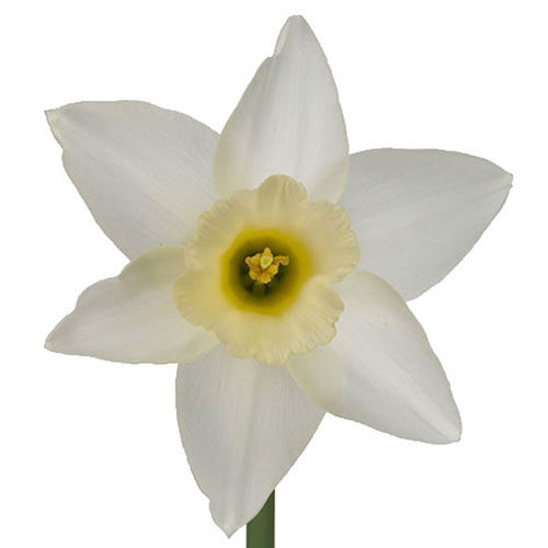 daffodil-wedding-bell-white