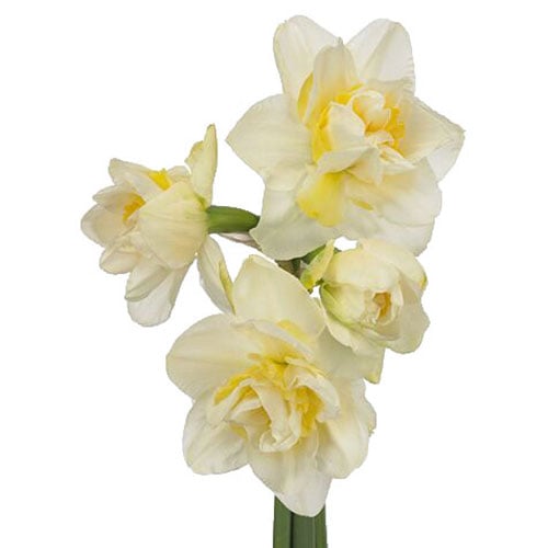 daffodil-white-lion-cream