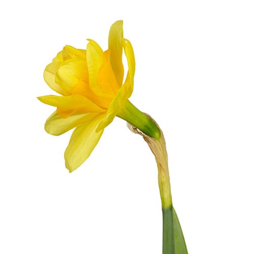 daffodil-yellow-paradise-yellow