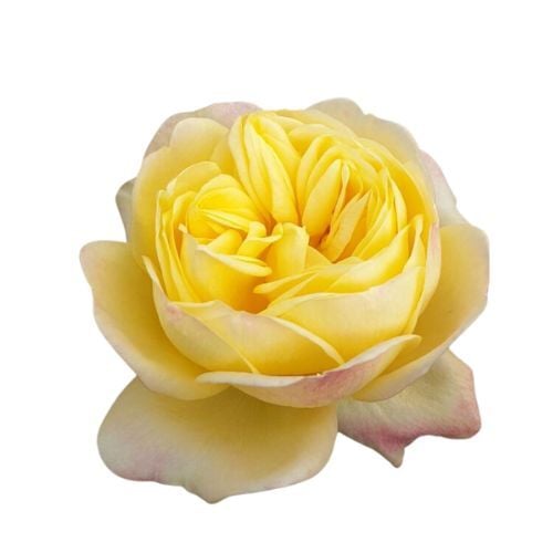 Meet the X-Pression® Family: A Garden Rose Series with Character